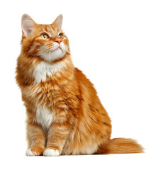 Playful orange cat posing indoors isolated on transparent background