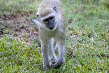 Obraz premium Malbrouck Monkey looking directly at me