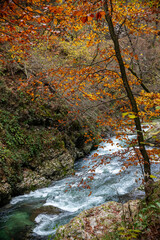 Several Autumn trees in Vintgar Gorge. Bright red leaves and stems covered with moss.