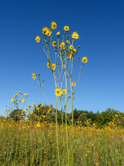Silphium terebinthinaceum — Prairie Dock in a Sunny Midwestern Native Prairie Habitat