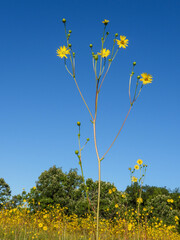 Silphium terebinthinaceum — Prairie Dock in a Sunny Midwestern Native Prairie Habitat