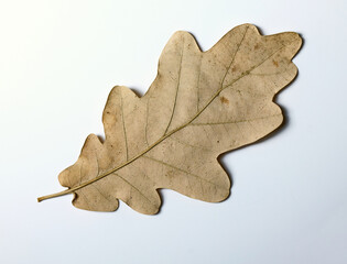 Fototapeta premium Dry oak leaf on light background