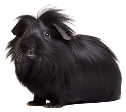 PNG Peruvian guinea pig mammal animal rodent.