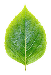 Obraz premium Vibrant green leaf on nature isolated on transparent background