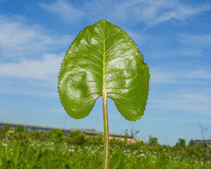 Silphium terebinthinaceum — Prairie Dock in a Sunny Midwestern Native Prairie Habitat