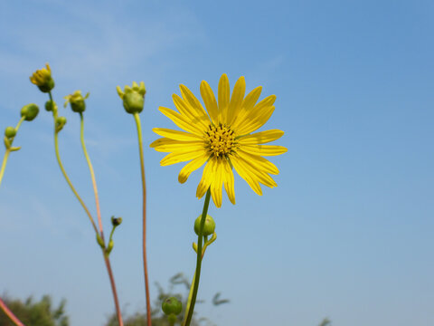 Silphium terebinthinaceum &mdash; Prairie Dock in a Sunny Midwestern Native Prairie Habitat