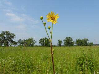 Silphium terebinthinaceum — Prairie Dock in a Sunny Midwestern Native Prairie Habitat