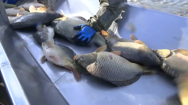 Fishing industry workers classify fish caught