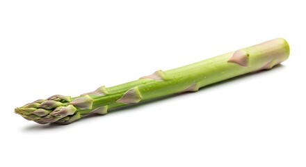 Single asparagus spear