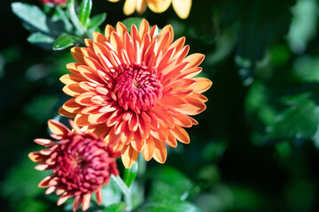 orange dahlia flower