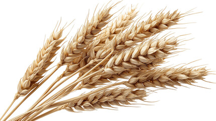 wheat ears isolated on white background