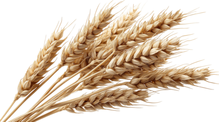 wheat ears isolated on white background