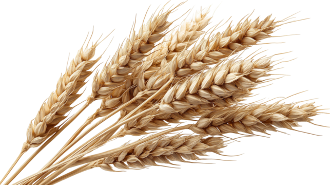 wheat ears isolated on white background