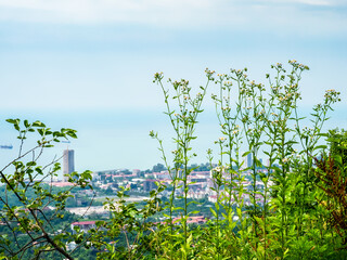 wild flowers on Sameba Mount and Batumi city