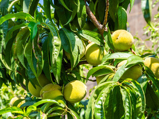 many unripe peach fruits in tree branch in garden
