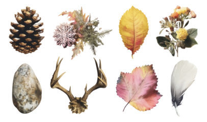 Isolated Nature Collage with Minimal Elements on Transparent Background