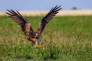 Rotmilan (Milvus milvus)