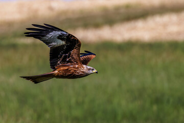 Rotmilan (Milvus milvus)