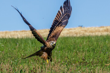 Rotmilan (Milvus milvus)