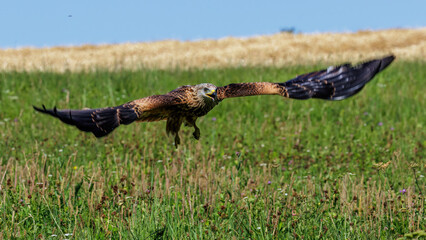 Rotmilan (Milvus milvus)
