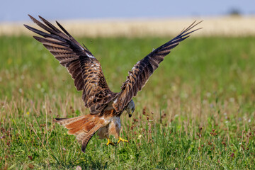 Rotmilan (Milvus milvus)