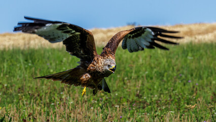 Rotmilan (Milvus milvus)