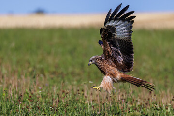 Rotmilan (Milvus milvus)