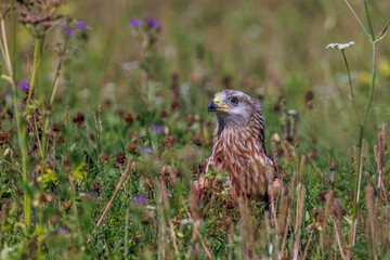 Rotmilan (Milvus milvus)