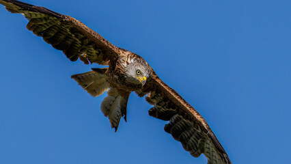 Rotmilan (Milvus milvus)