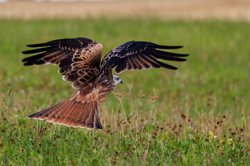 Rotmilan (Milvus milvus)