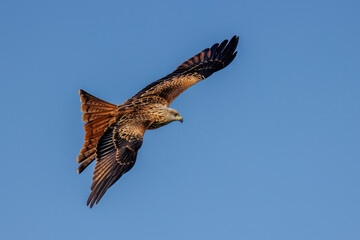 Rotmilan (Milvus milvus)