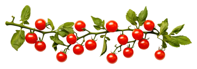 PNG Cherry tomato frame border plant fruit leaf.