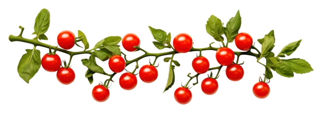 PNG Cherry tomato frame border plant fruit leaf.