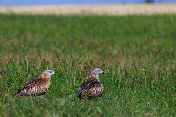 Rotmilane (Milvus milvus)