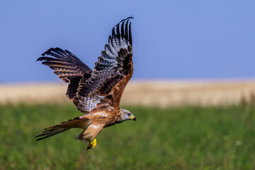 Rotmilan (Milvus milvus)