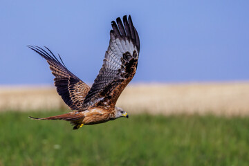 Rotmilan (Milvus milvus)