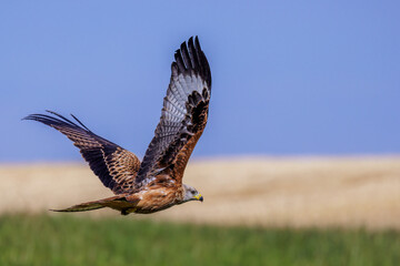 Rotmilan (Milvus milvus)