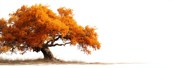 A vibrant autumn maple tree with orange and red leaves, isolated on a white background.