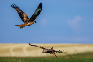 Rotmilan (Milvus milvus)