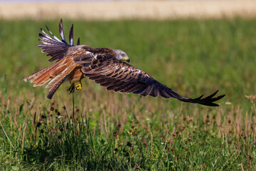 Rotmilan (Milvus milvus)