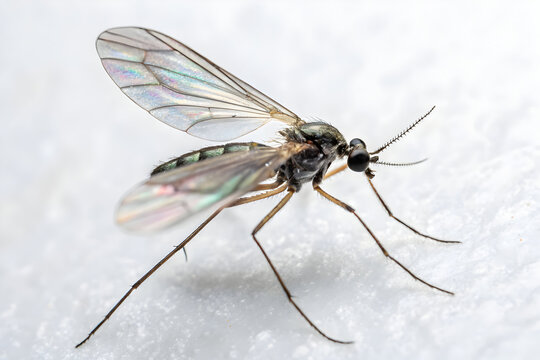 Delicate fungus gnat resting gracefully on a pristine white surface in natural light