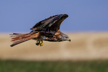 Rotmilan (Milvus milvus)