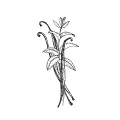 Vanilla beans and mint. Vector black and white illustration, hand-drawn in ink