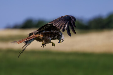 Rotmilan (Milvus milvus)