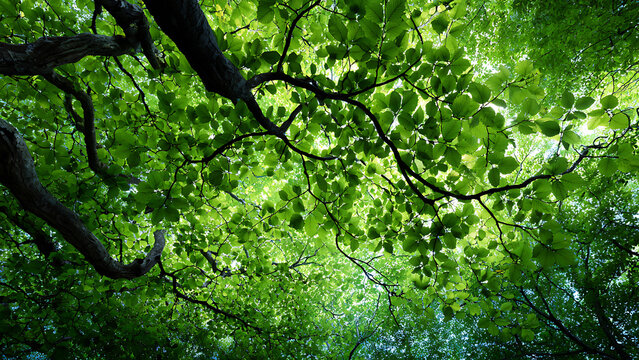 Gnarled Branch Reaching Across a Sun-Dappled Emerald Forest Canopy