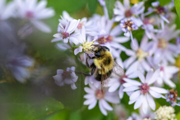 bee on a flower