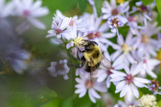 bee on a flower