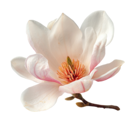 Blooming magnolia flower botanical garden bright isolated on transparent background