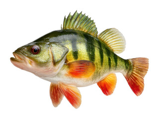 Angler's delight catching perch fish in clear water nature scene isolated on transparent background