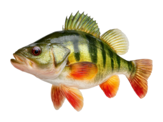 Angler's delight catching perch fish in clear water nature scene isolated on transparent background